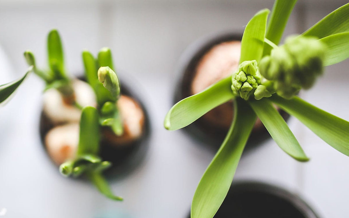 Great Benefits Of Indoor Bonsai